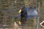 Red-fronted Coot, Concon, Chile, November 2005 - click for larger image