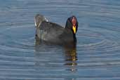 Red-fronted Coot, Concon, Chile, November 2005 - click for larger image