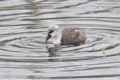 Juvenile Red-fronted Coot, Vichuquén, Chile, January 2007 - click for larger image