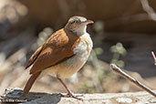 Pacific Hornero, Chaparri, Lambayeque, Peru, October 2018 - click for larger image