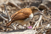 Pacific Hornero, Chaparri, Lambayeque, Peru, October 2018 - click for larger image