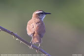 Tail-banded Hornero, Serra de Baturité, Ceará, Brazil, October 2008 - click for larger image