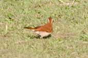 Tail-banded Hornero, Linhares, Espírito Santo, Brazil, March 2004 - click for larger image