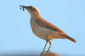 Tail-banded Hornero, Linhares, Espírito Santo, Brazil, March 2004 - click for larger image