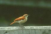 Pale-legged Hornero, Jaborandi, Bahia, Brazil, February 2002 - click for larger image