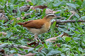 Pale-legged Hornero, Tarapoto, San Martin, Peru, October 2018 - click for larger image