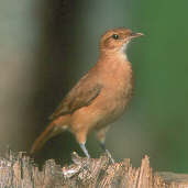 Rufous Hornero, Emas, Goiás, Brazil, April 2001 - click for larger image