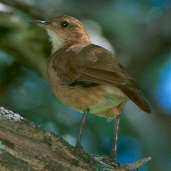 Rufous Hornero, Emas, Goiás, Brazil, April 2001 - click for larger image