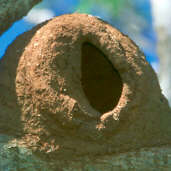 Rufous Hornero Nest, Emas, Goiás, Brazil, April 2001 - click for larger image