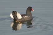 Common Moorhen, Aguas de São Pedro, São Paulo, Brazil, August 2004 - click for larger image