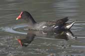 Common Moorhen, Aguas de São Pedro, São Paulo, Brazil, August 2004 - click for larger image