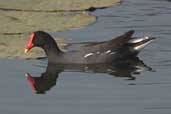 Common Moorhen, Aguas de São Pedro, São Paulo, Brazil, August 2004 - click for larger image