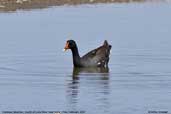 Common Moorhen, Mouth of Lluta River, Chile, February 2007 - click for larger image