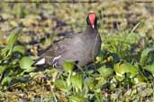 Common Moorhen, Aguas de São Pedro, São Paulo, Brazil, November 2008 - click for larger image