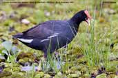 Common Moorhen, Aguas de São Pedro, São Paulo, Brazil, November 2008 - click for larger image