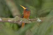 Blue-cheeked Jacamar, Thaimaçu, Pará, Brazil, April 2003 - click for larger image