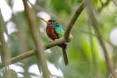 Blue-cheeked Jacamar, Carajás, Pará, Brazil, October 2005 - click for larger image