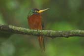 Blue-cheeked Jacamar, Thaimaçu, Pará, Brazil, April 2003 - click for larger image