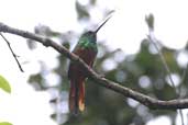 Male Bluish-fronted Jacamar, near Humaitá, Amazonas, Brazil, March 2003 - click for larger image