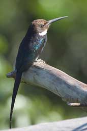 Paradise Jacamar, north of Manaus, Brazil, August 2004 - click for larger image