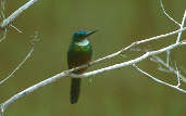 Green-tailed Jacamar, Roraima, Brazil, July 2001 - click for larger image