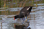 Common Gallinule, Indañé, San Martin, Peru - click for larger image