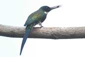 Male Bronzy Jacamar, Borba, Amazonas, Brazil, August 2004 - click for larger image