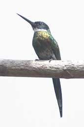 Male Bronzy Jacamar, Borba, Amazonas, Brazil, August 2004 - click for larger image