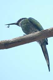 Male Bronzy Jacamar, Borba, Amazonas, Brazil, August 2004 - click for larger image