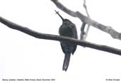 Bronzy Jacamar, Cristalino, Mato Grosso, Brazil, December 2006 - click for larger image