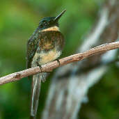 Female Bronzy Jacamar, Presidente Figueiredo, Amazonas, Brazil, July 2001 - click for larger image