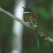 Male Bronzy Jacamar, Presidente Figueiredo, Amazonas, Brazil, July 2001 - click for larger image