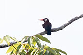 White-eared Jacamar, Sani Lodge, Sucumbios, Ecuador, November 2019 - click for larger image