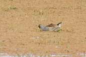 Spot-flanked Gallinule, near Uruguaiana, Rio Grande do Sul, Brazil, August 2004 - click for larger image