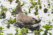 Spot-flanked Gallinule, Taim, Rio Grande do Sul, Brazil, August 2004 - click for larger image