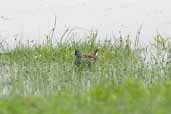 Spot-flanked Gallinule, Lago Villarica, Chile, November 2005 - click for larger image