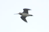 South American Snipe, near Uruguaiana, Rio Grande do Sul, Brazil, August 2004 - click for larger image