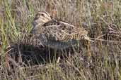 South American Snipe, Torres del Paine, Chile, December 2005 - click for larger image