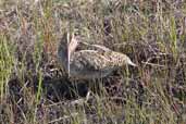 South American Snipe, Torres del Paine, Chile, December 2005 - click for larger image