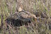 South American Snipe, Torres del Paine, Chile, December 2005 - click for larger image