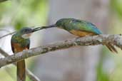 Male and Female Rufous-tailed Jacamar, Carajás, Pará, Brazil, October 2005 - click for larger image