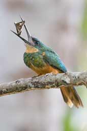 Female Rufous-tailed Jacamar, Carajás, Pará, Brazil, October 2005 - click for larger image