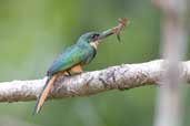 Male Rufous-tailed Jacamar, Carajás, Pará, Brazil, October 2005 - click for larger image