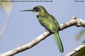 Male Rufous-tailed Jacamar, Porto Seguro, Bahia, Brazil, November 2005 - click for larger image