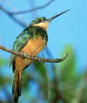 Female Rufous-tailed Jacamar, Caseara, Tocantins, Brazil, January 2002 - click for larger image