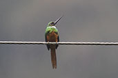 Rufous-tailed Jacamar, Chontal, Pichincha, ecuador, November 2019 - click for larger image