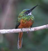 Male Rufous-tailed Jacamar, Perequê, Rio de Janeiro, Brazil, July 2002 - click for larger image