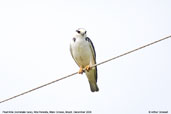 Pearl Kite, Alta Floresta, Mato Grosso, Brazil, December 2006 - click for larger image