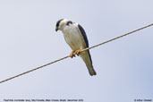 Pearl Kite, Alta Floresta, Mato Grosso, Brazil, December 2006 - click for larger image