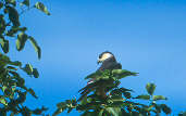 Pearl Kite, Roraima, Brazil, July 2001 - click for larger image